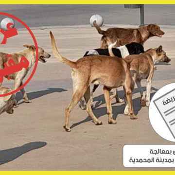 قبول العريضة المتعلقة بمعالجة ظاهرة الكلاب الضالة بالمحمدية
