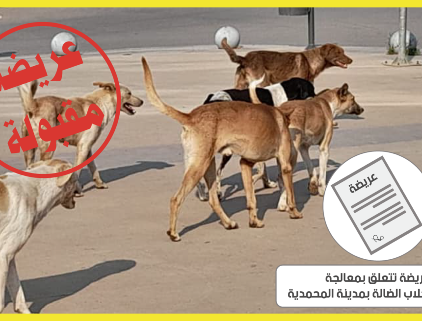 قبول العريضة المتعلقة بمعالجة ظاهرة الكلاب الضالة بالمحمدية
